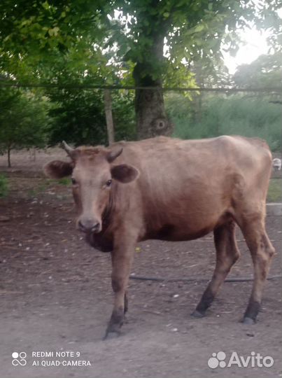 Телята бычки