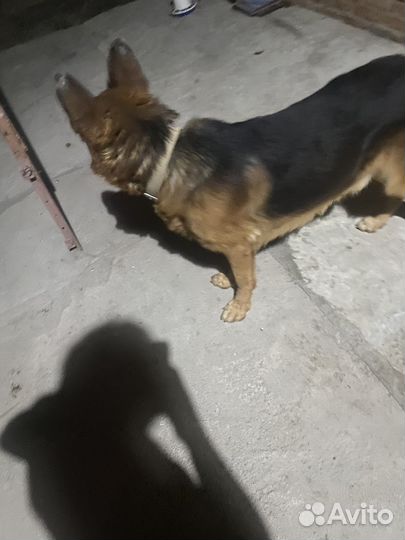 Собака немецкая овчарка мальчик