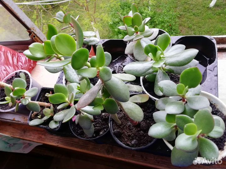 Крассула толстянка