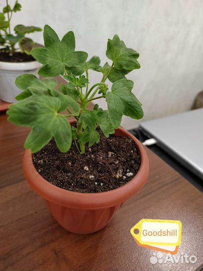 Пеларгонии сортовые