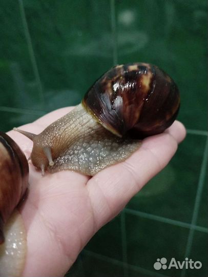 Улитки ахатины