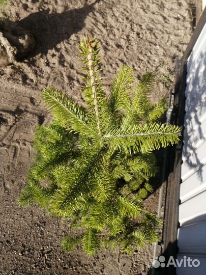 Пихта 50см, 1м, 2м