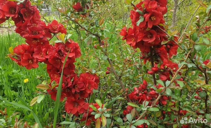 Хеномелес японский крупноплодный, семена