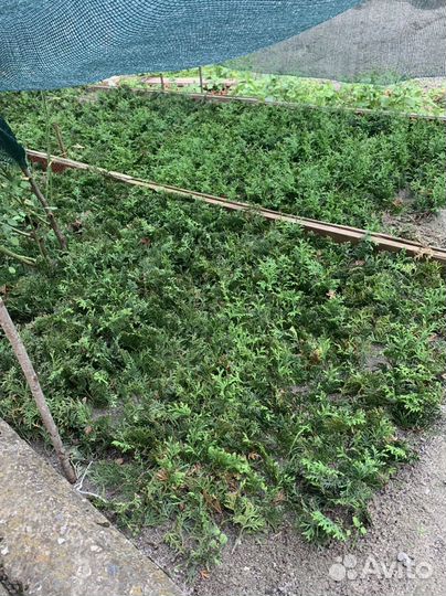 Черенки туи