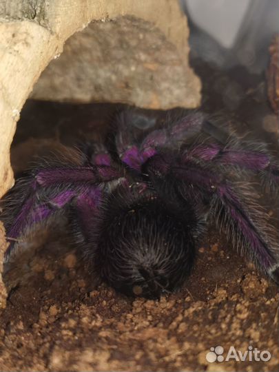 Пауки птицееды