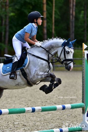 Пони с амуницией 142 см