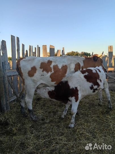 Коровы дойные молочные