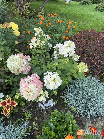 Гортензия Даймонд Руж