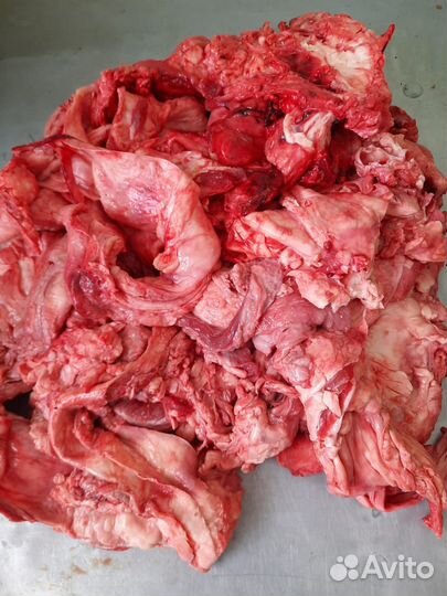 Техзачистка, еда для собак