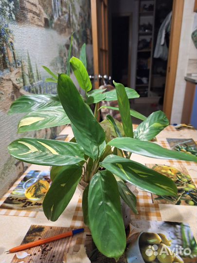 Ктенанта люберса