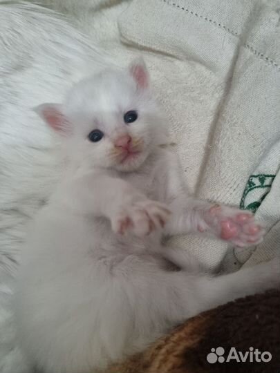 Бронь котята мейн-кун Продам