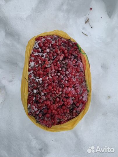 Ягода Калина красная, мороженная
