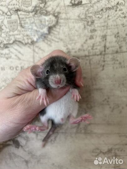 Крысята Дамбо малыши.Крыса