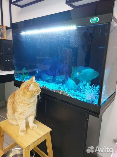 Аквариумные рыбки