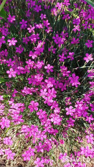 Гвоздика травянка