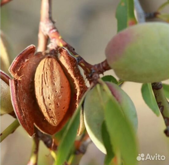 Саженцы Миндаля: Форос, Антик, Бумажноскорлупный