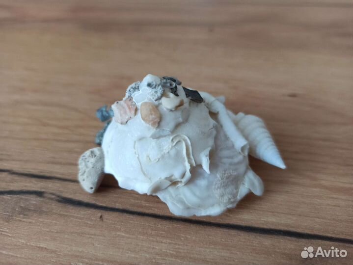 Морская раковина