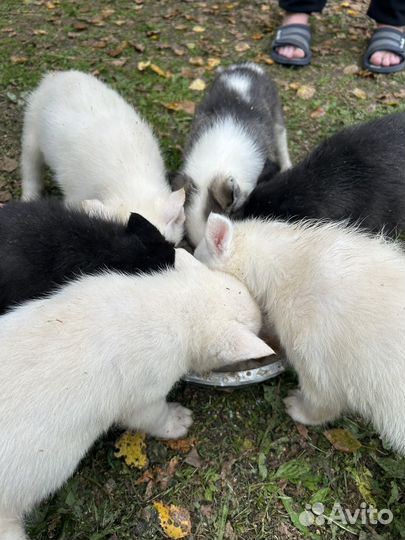 Щенки лайки