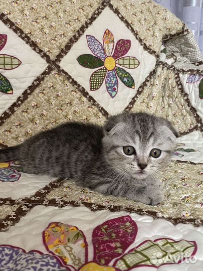 Шотландские котята