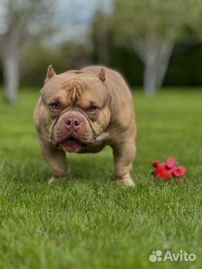 Вязка Американский булли микро экзот