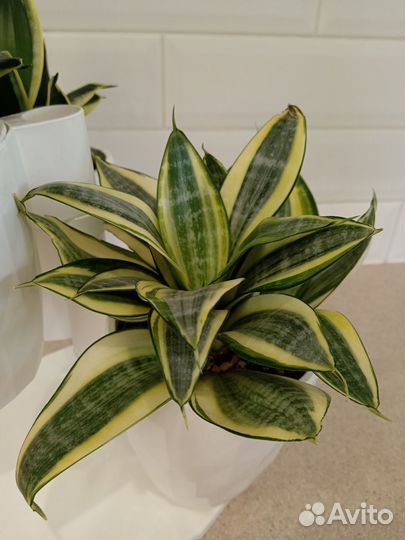 Сансевиерия