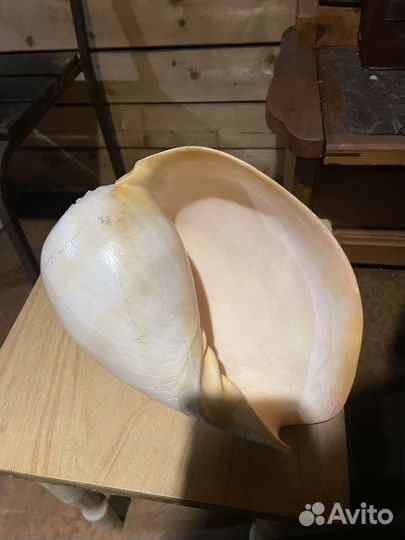 Ракушка морская большая