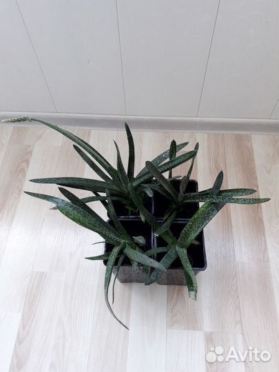 Гастерия Бородавчатая