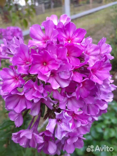 Флоксы саженцы