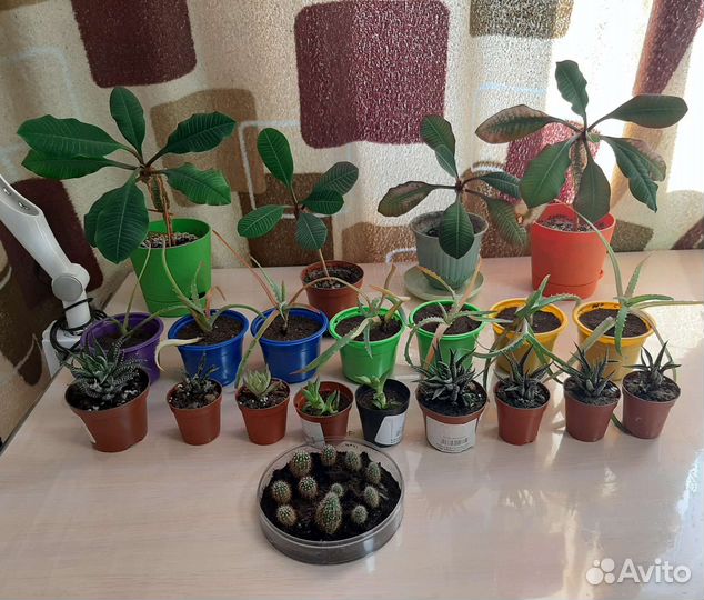 Комнатные цветы суккуленты