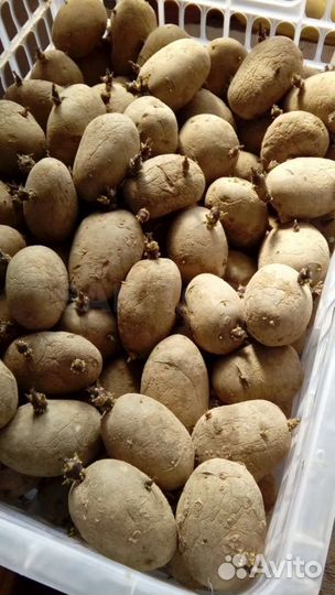 Семенной картофель