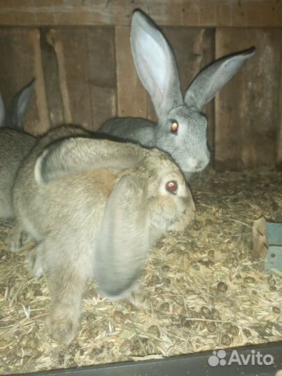 Кролики мясных пород