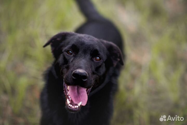 Шеф, почти лабрадор, ищет дом