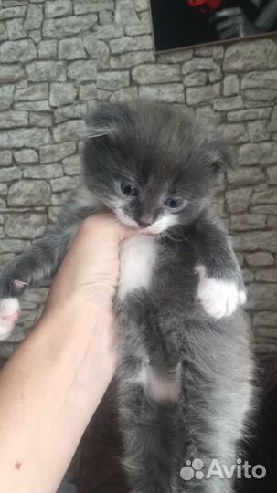 Британская кошка в дар