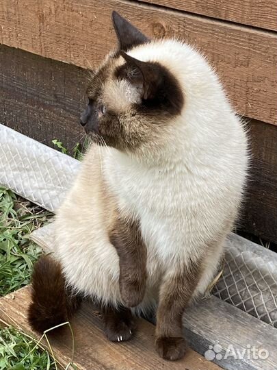 Сиамская кошка