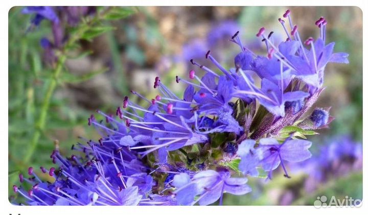 Растения садовые