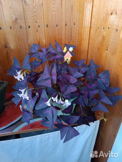 Дендробиум