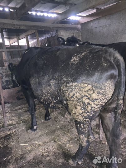 Быки на мясо