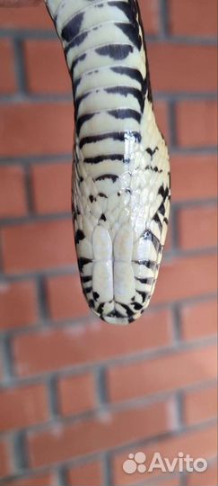 Амурский полоз