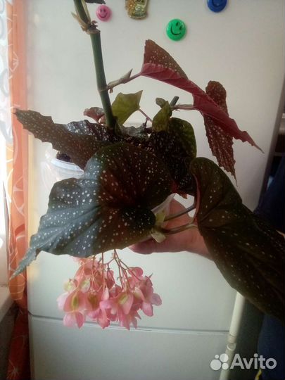 Бегонии декоративно лиственные, сортовые