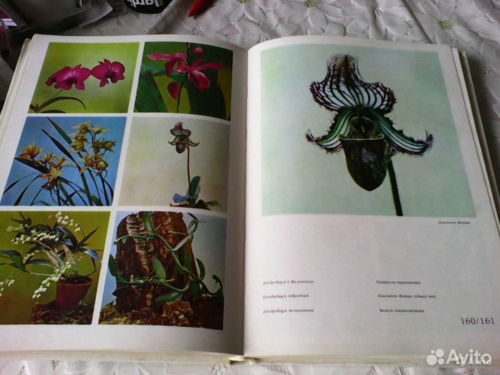 Цветы СССР 1979