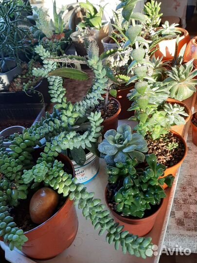 Суккуленты