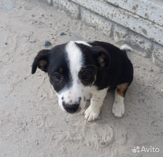 Щенки в добрые руки
