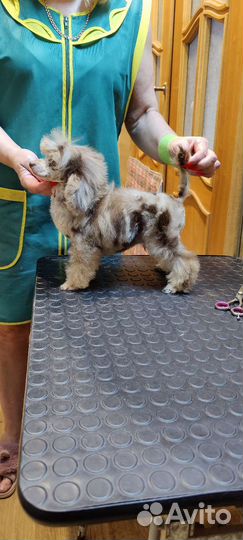 Мерле пуделя