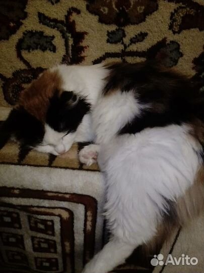 Классный котенок в хорошие руки