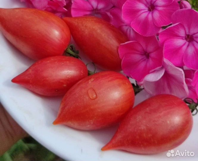 Рассада томатов, сеянцы