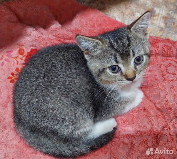 Британская шиншилла