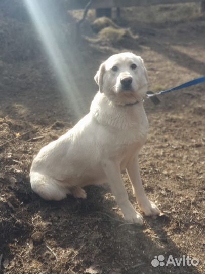 Собака породы Акбаш