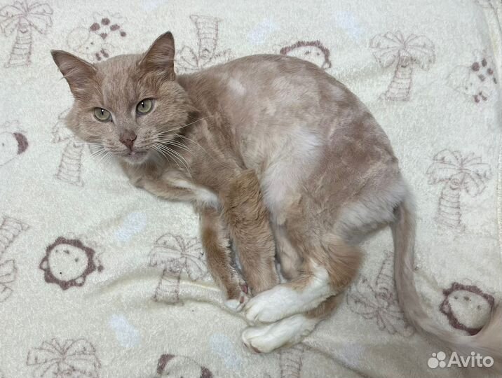 Котик Персик, очень ждет новых родителей