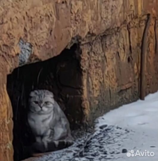 Котейка на улице