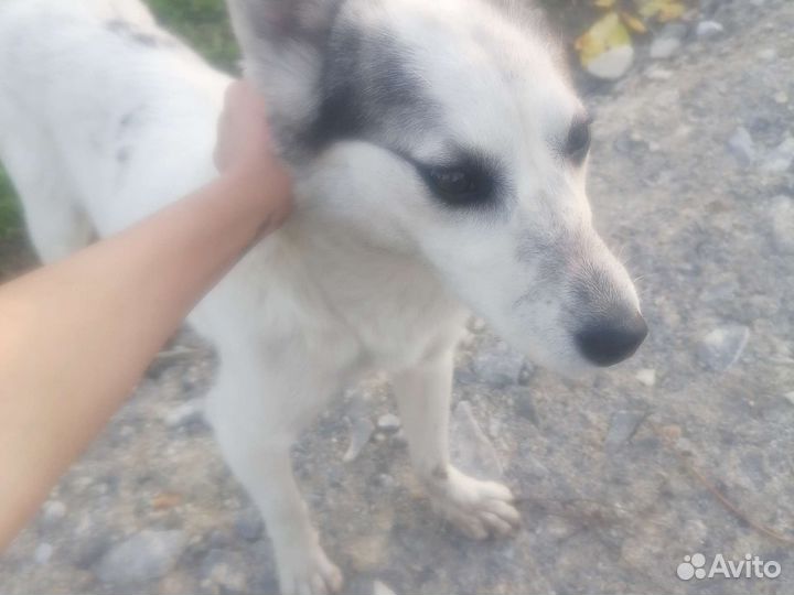 Хаски помесь